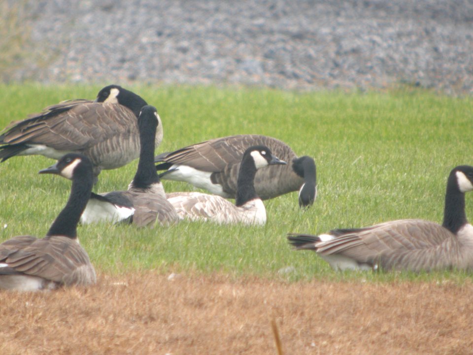 DSCN0075c Canada Goose Willowhaven Area Kankakee Co IL 11-01-2018