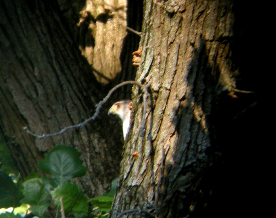 DSCN3548 c Cooper's Hawk  Kankakee IL 7-7-2014 (Photo thru bins)