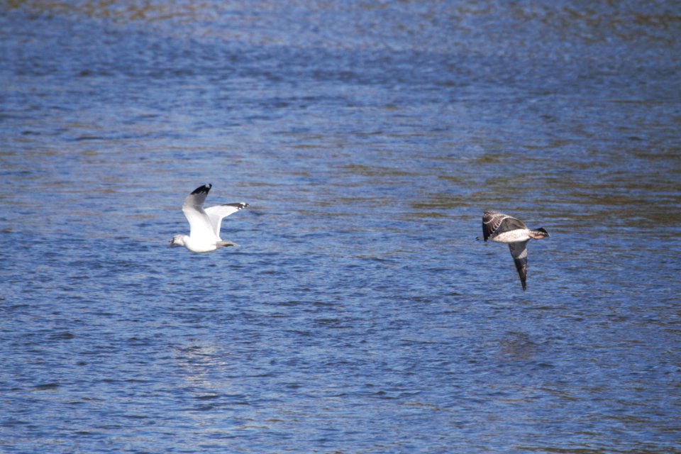 IMG 2785c Ring-billed and Herring Gull Dam Kankakee IL 10-22-2018