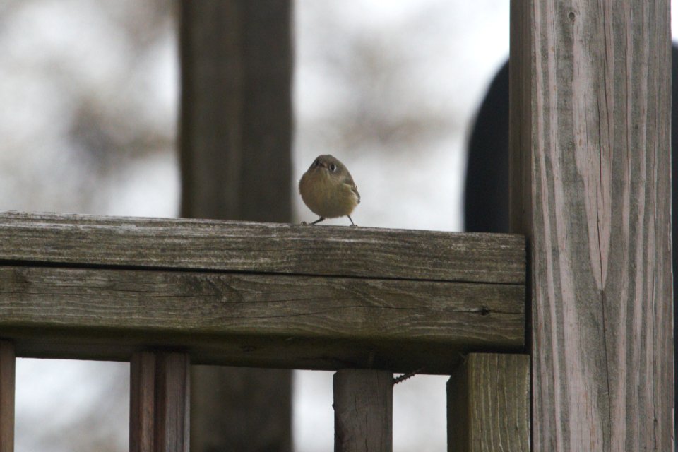 IMG 3135c Ruby-crowned Kinglet LeVasseur Park Kankakee IL 11-8-2018