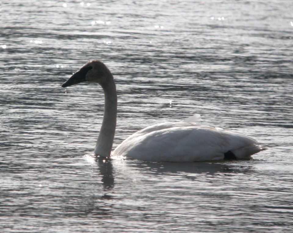 DSCN6299 c Trumpeter Swan (Immature) Kankakee Co IL 2-27-11