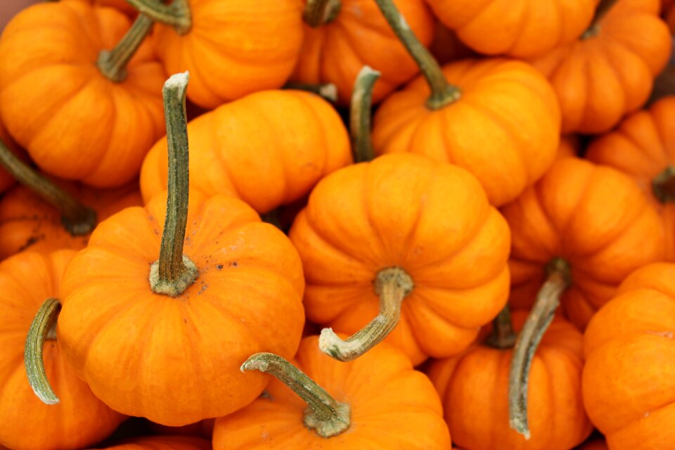 Stuff orange harvest