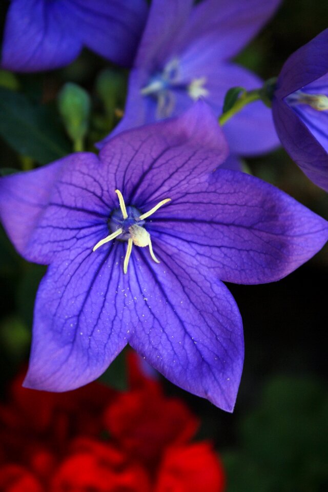 Bloom purple flower