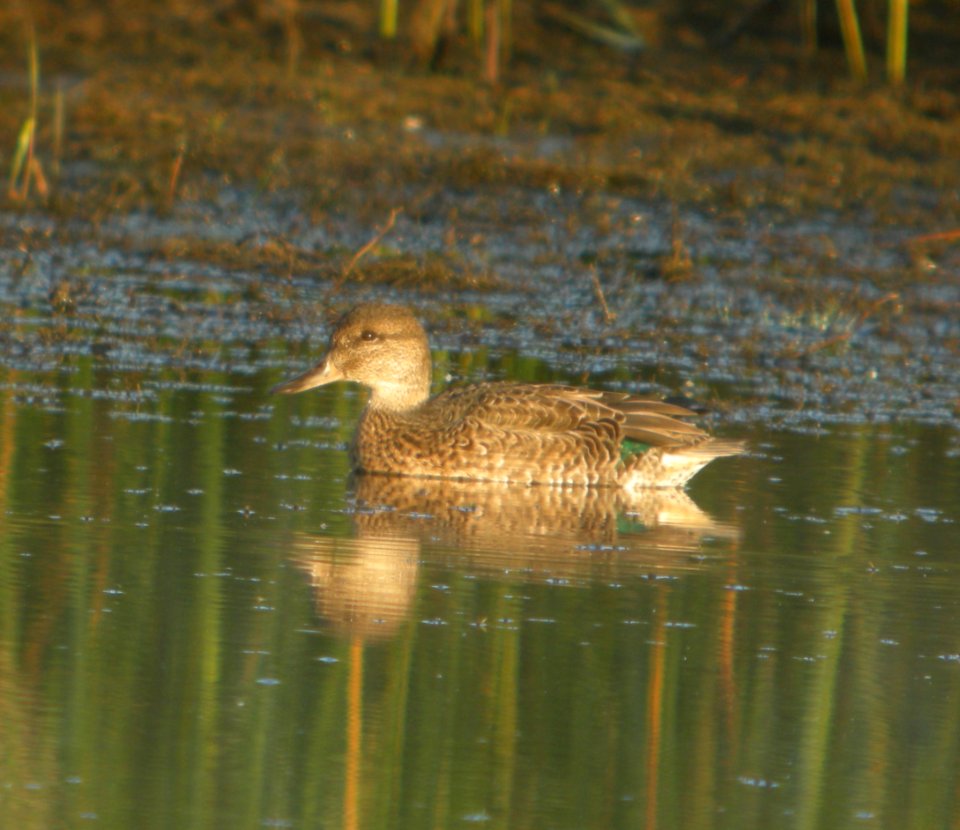 DSCN3918 c Green-winged Teal TNC Kankakee Sands IN 8-15-2014