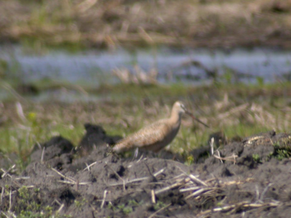 DSCN0196 Marbled Godwit TNC Kankakee Sands, Enos, IN 4-27-05