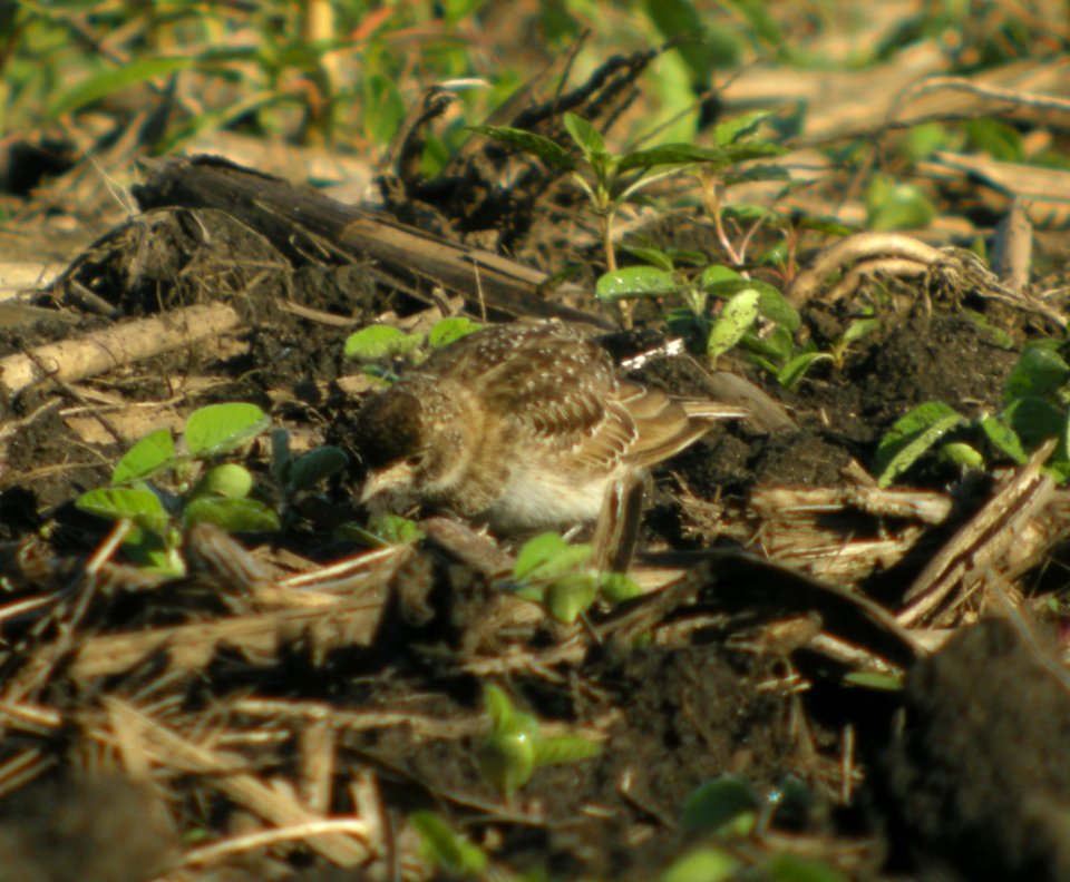 DSCN3501 c Horned Lark  Bourbonnais IL 7-16-2014