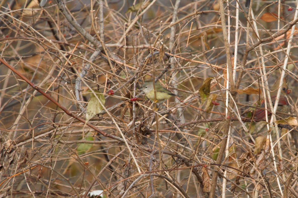 IMG 3403c Orange-crowned Warbler Gar Creek Kankakee IL 11-30-2018