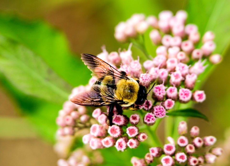 Day 259 - "Books are the bees which carry the quickening pollen from one to another mind." - James Russell Lowell