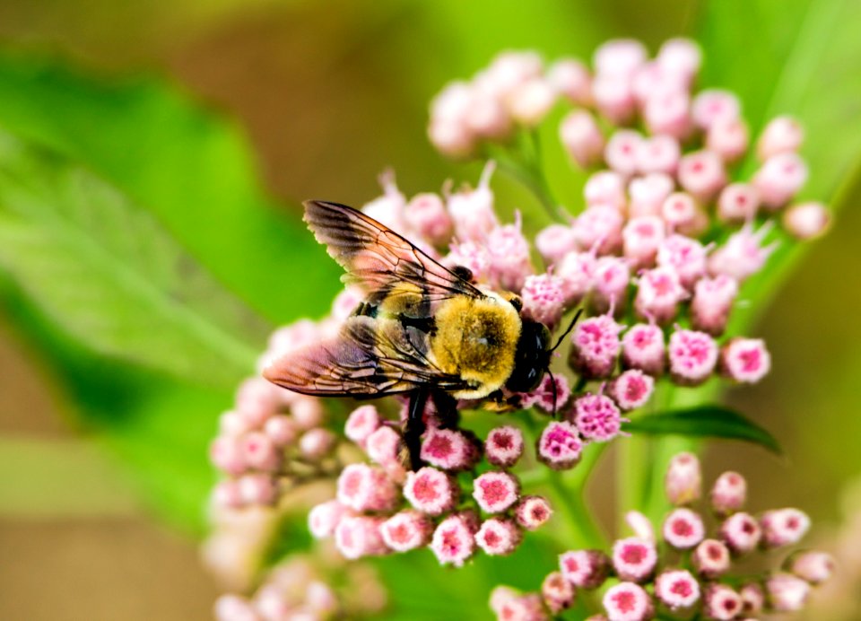 Day 259 - "Books are the bees which carry the quickening pollen from one to another mind." - James Russell Lowell photo