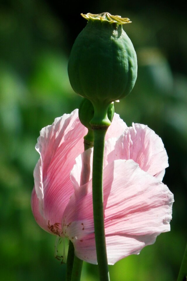 Bloom poppy capsule capsule photo