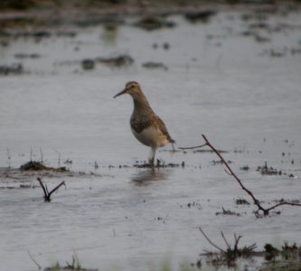DSCN4162 c Pectoral Sandpiper H & E Sod Momence IL 9-1-2014