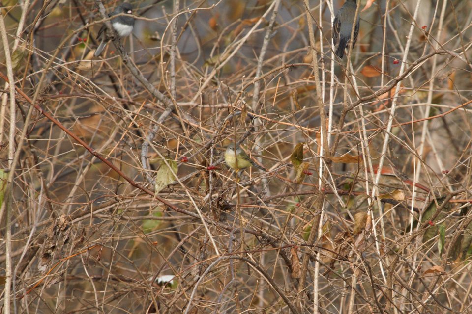 IMG 3405c Orange-crowned Warbler Gar Creek Kankakee IL 11-30-2018