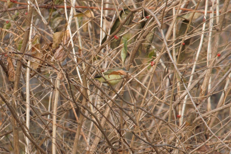 IMG 3398c Orange-crowned Warbler Gar Creek Kankakee IL 11-30-2018