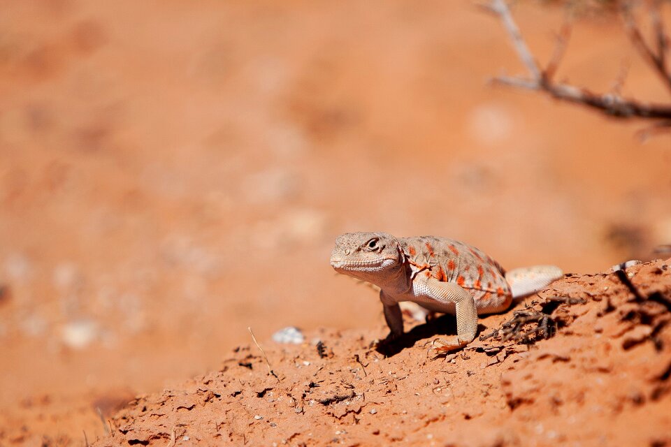 Nature animal desert