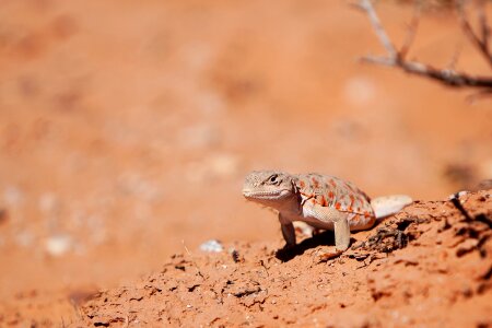 Nature animal desert photo