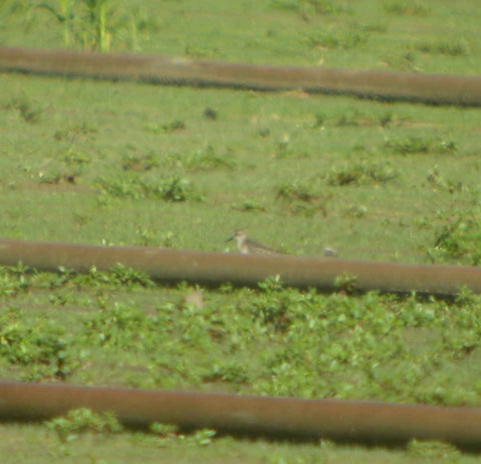 DSCN3899 c Semipalmated Sandpiper  Momence IL 8-13-2014