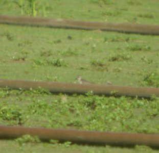 DSCN3899 c Semipalmated Sandpiper  Momence IL 8-13-2014