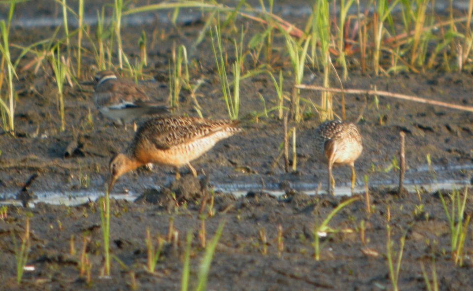 DSCN3615 c Dowitcher  Bourbonnais IL 7-19-2014