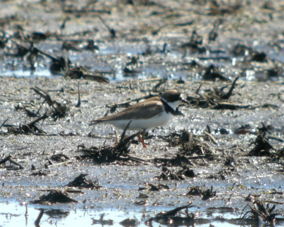 DSCN3400 c Semipalmated Plover  Bourbonnais IL 6-5-2014