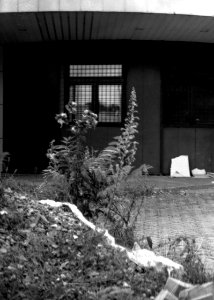 Exa + Tessar 2,8/50 - Beauties of Decay and Other Stories