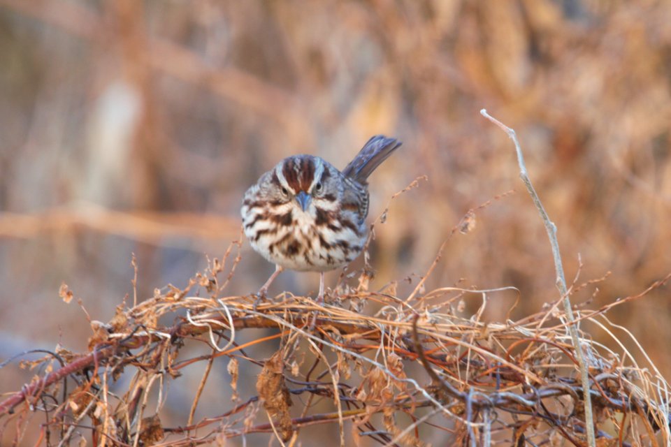 IMG 3544c Song Sparrow Legion Park Kankakee IL 12-13-2018