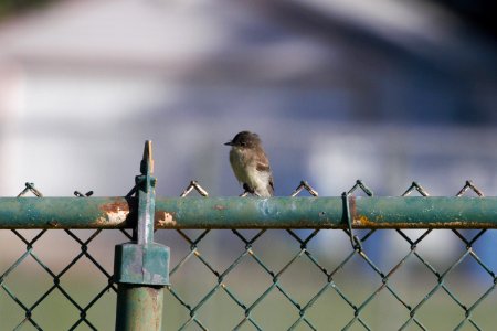 IMG 1992c Eastern Phoebe LeVasseur Park- Perry Farm Kankakee Co IL 9-26-2018
