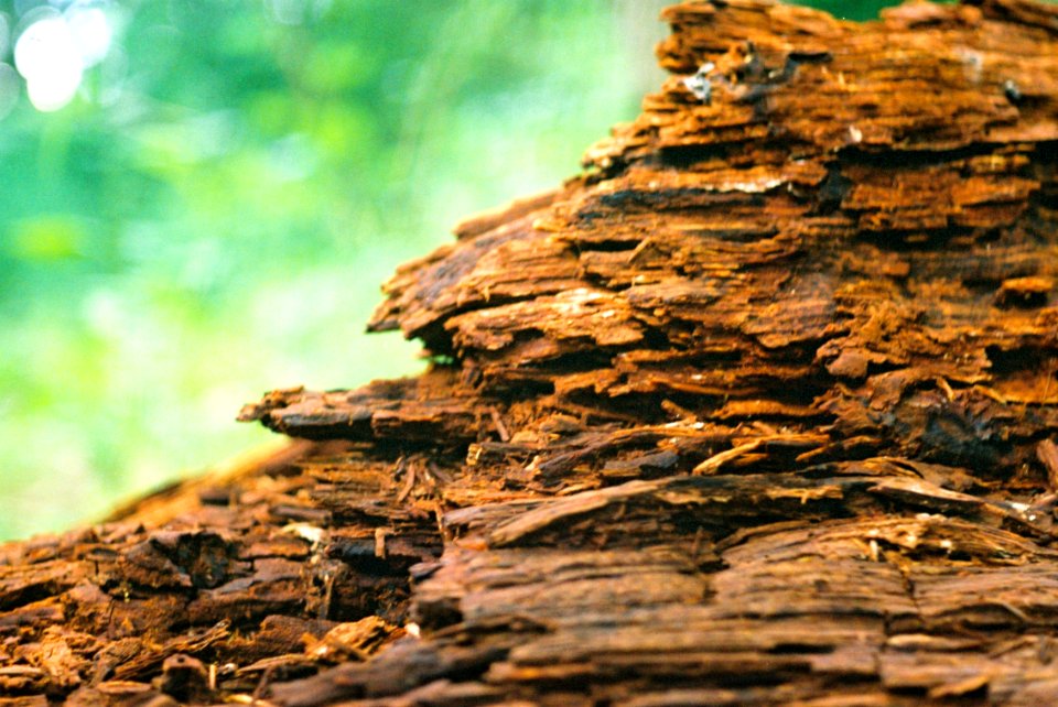 Exa + Tessar 2,8/50 + Macro Ring - Mouldering Wood