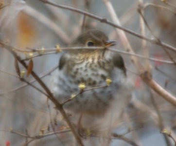 DSCN6525 c Swainson's Thrush  Kankakee Co IL 12-8-12