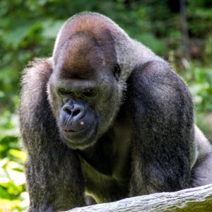 Zoo Atlanta Gorilla photo