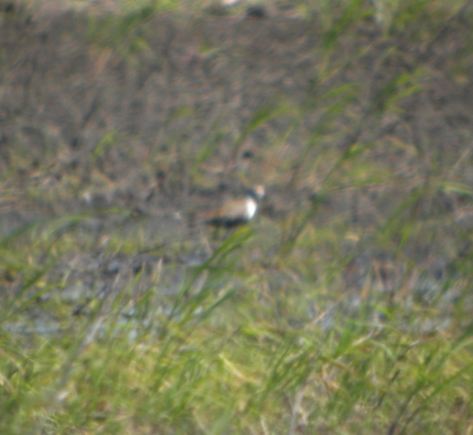 DSCN3553 c American Golden-Plover  Bourbonnais IL 7-9-2014