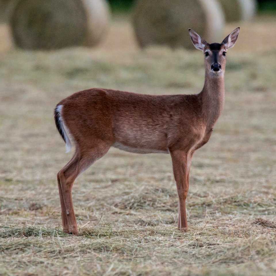 Berry College Deer