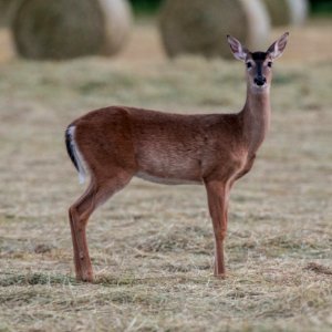 Berry College Deer