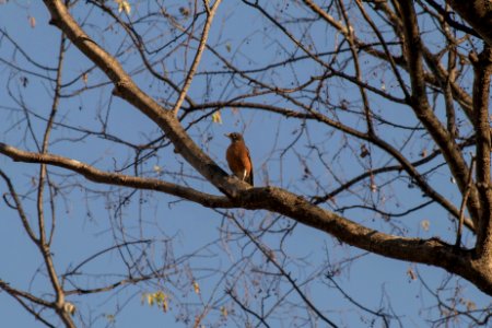 Robin