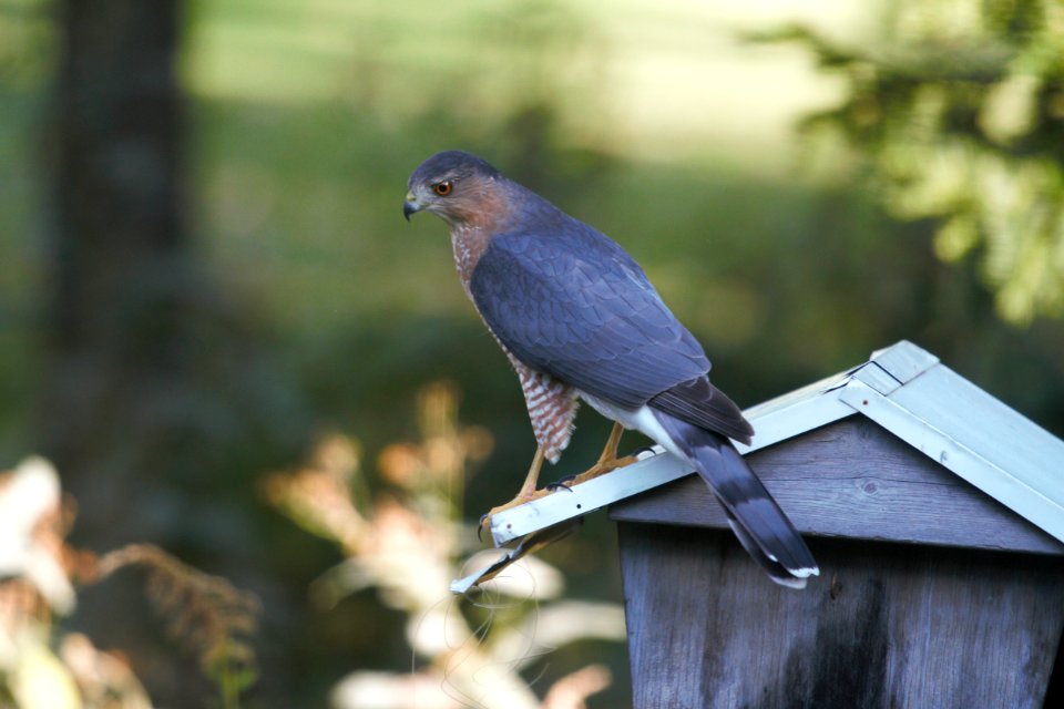 IMG 2582c Cooper's Hawk Hse Kankakee IL 10-9-2018