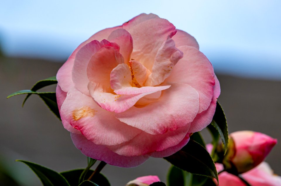 Day 76 - Pretty in Pink