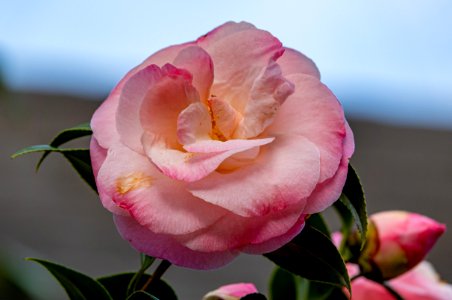 Day 76 - Pretty in Pink