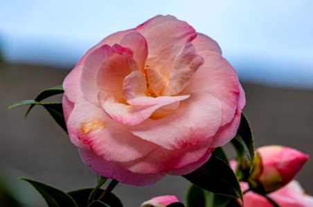 Day 76 - Pretty in Pink photo