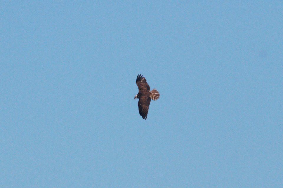 IMG 2951c Osprey Dam Kankakee IL 10-28-2018