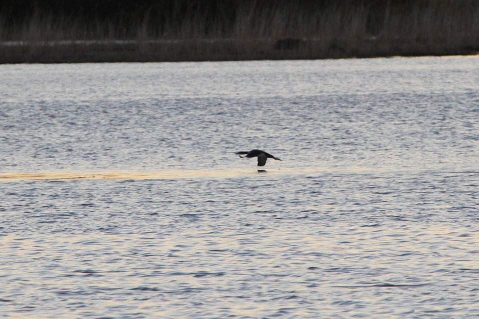 IMG 2824c Common Loon Willow Slough FWA IN 10-23-2018