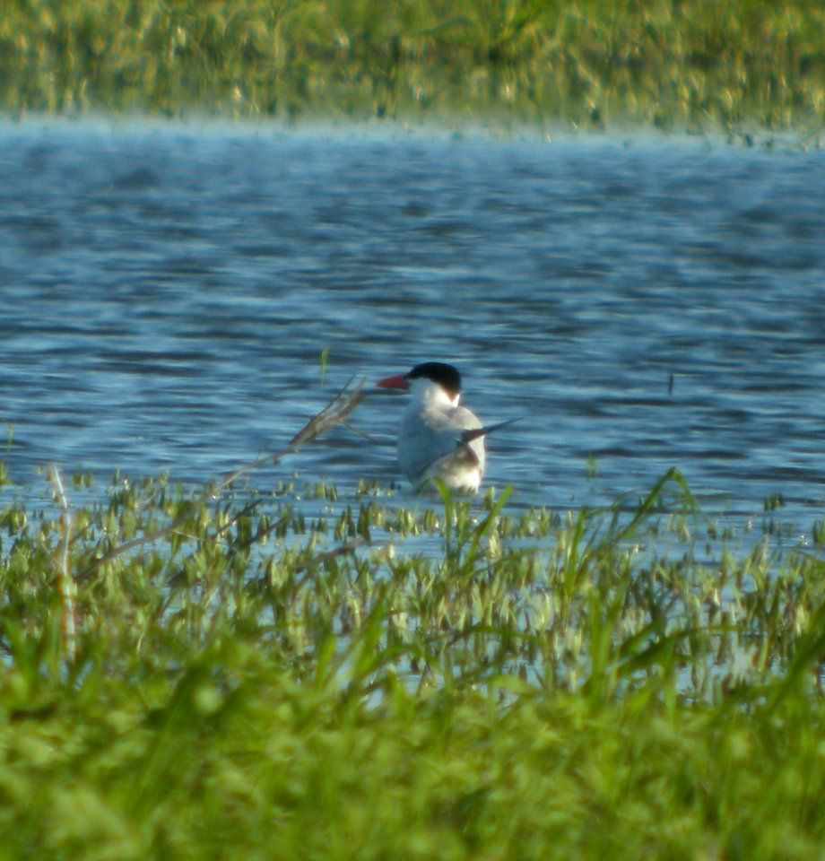 DSCN3507 c Caspian Tern  Bourbonnais IL 7-16-2014