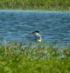 DSCN3507 c Caspian Tern  Bourbonnais IL 7-16-2014