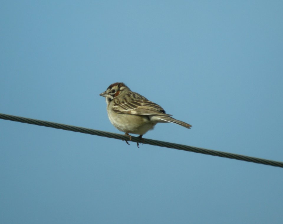 DSCN3265 c Lark Sparrow Willow Slough FWA IN 5-19-2014