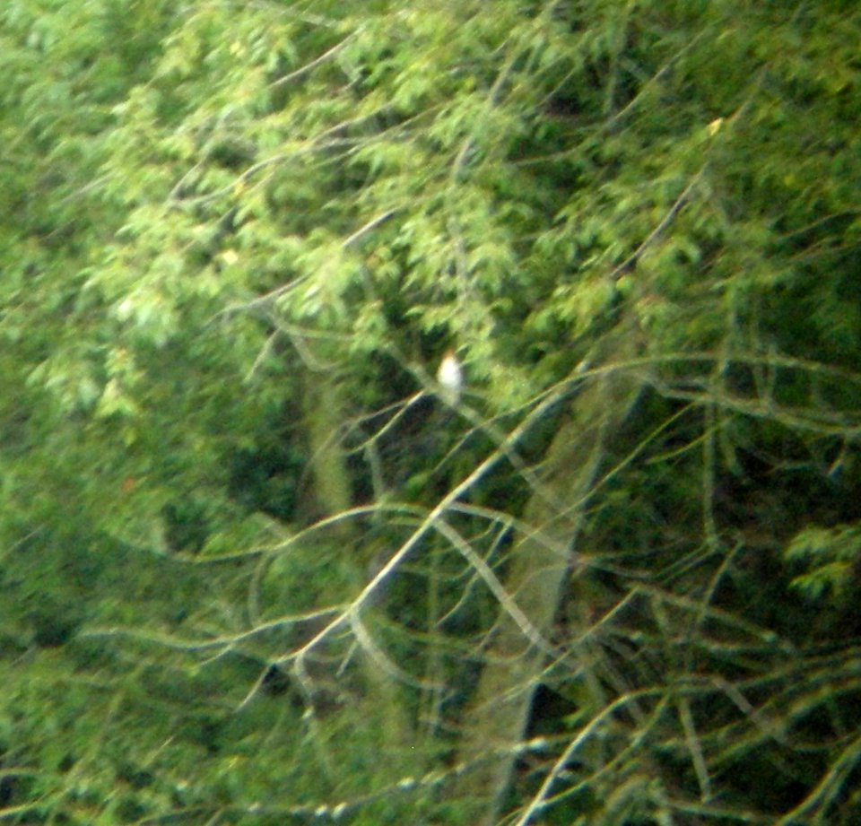 DSCN3525 c Veery Hse Kankakee IL 7-1-2014