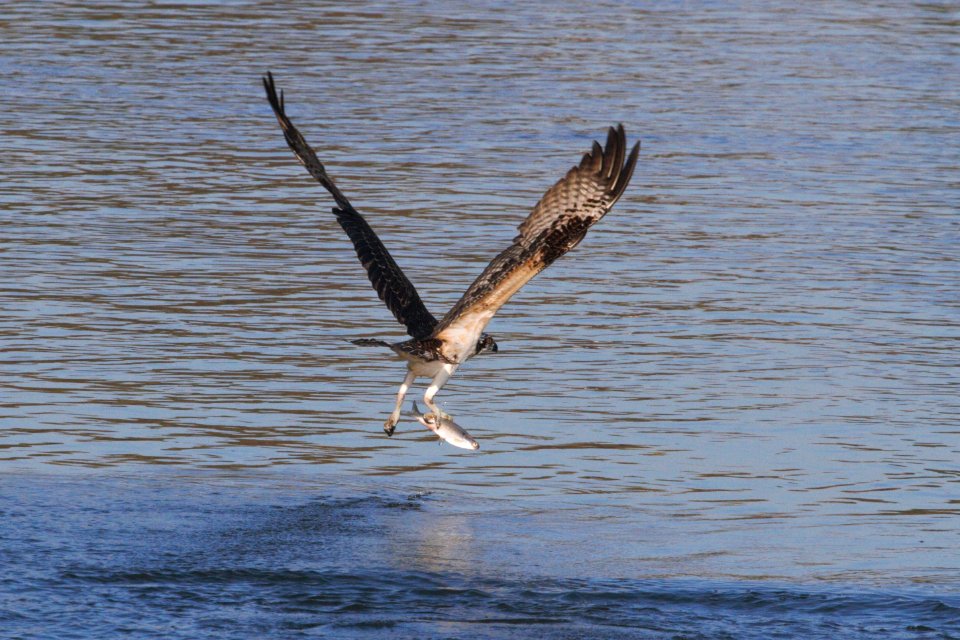 IMG 2961c Osprey Dam Kankakee IL 10-28-2018