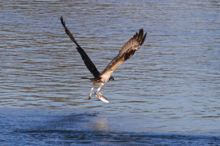 IMG 2961c Osprey Dam Kankakee IL 10-28-2018