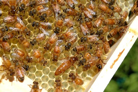 Honeycomb beeswax colony photo
