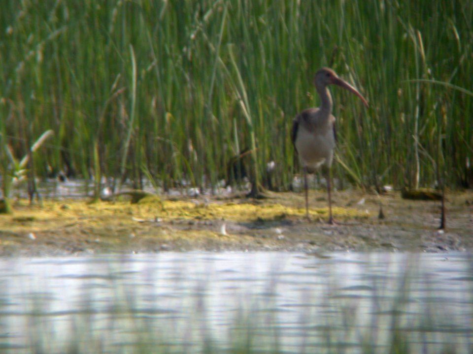 Dscn1154s White Ibis (juv) TNC Kankakee Sands IN 6-25-02