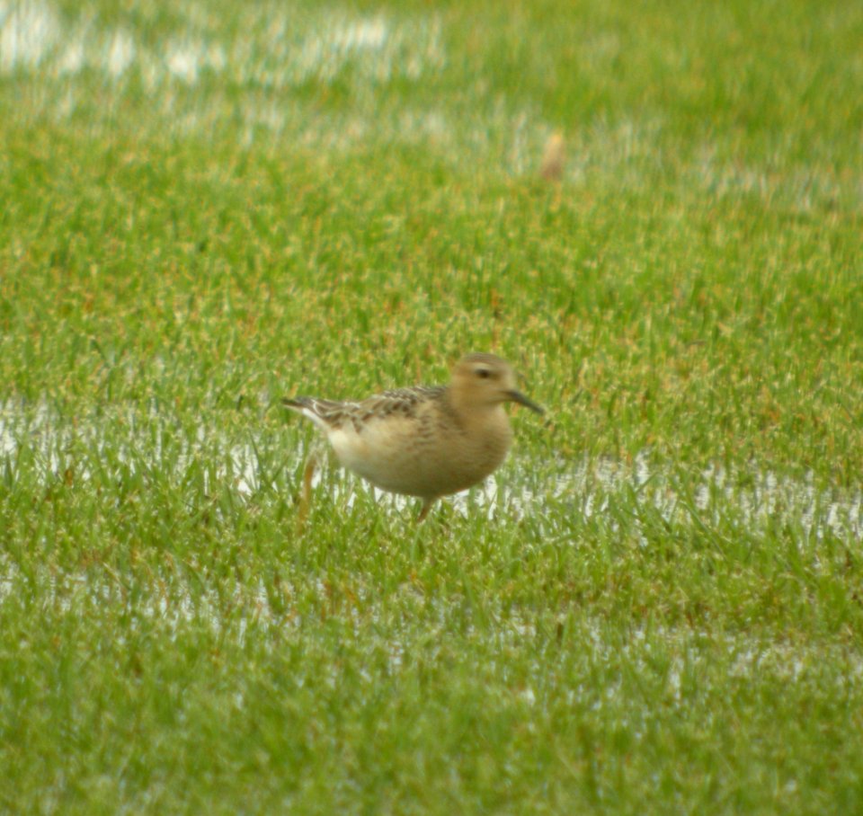 DSCN4327 c Buff-breasted Sandpiper H & E Sod Momence IL 9-11-2014