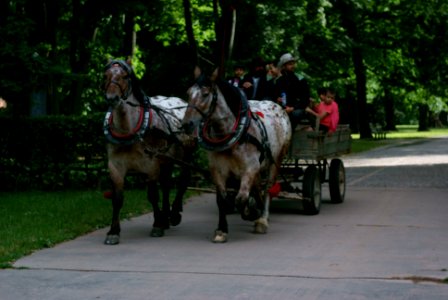 Sony Alpha A230 with Helios-44-2 - A Wagon in the Park