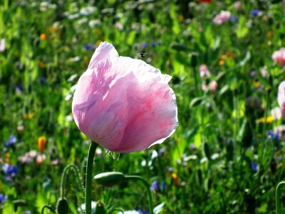 Meadow summer pink photo